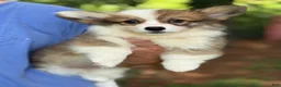 Welsh Corgi Pembroke dogs for sale: Fluffy Sable - Ad 1