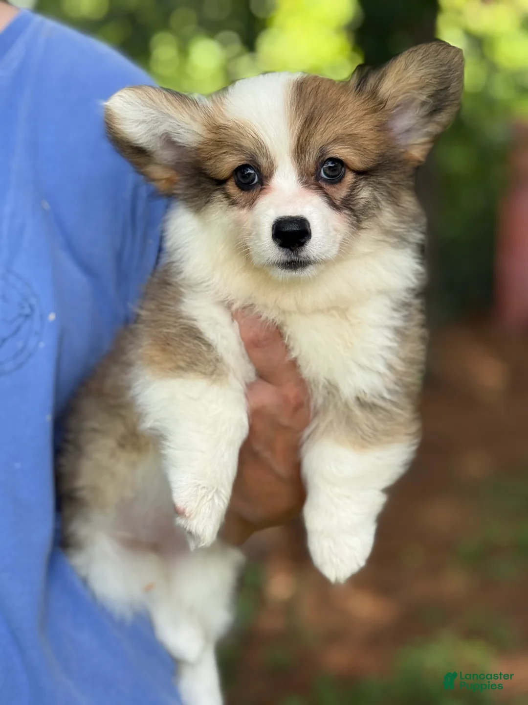 Welsh Corgi Pembroke dogs for sale: Fluffy Sable - Ad 1