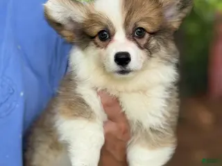 Welsh Corgi Pembroke dogs Fluffy Sable - Ad 7
