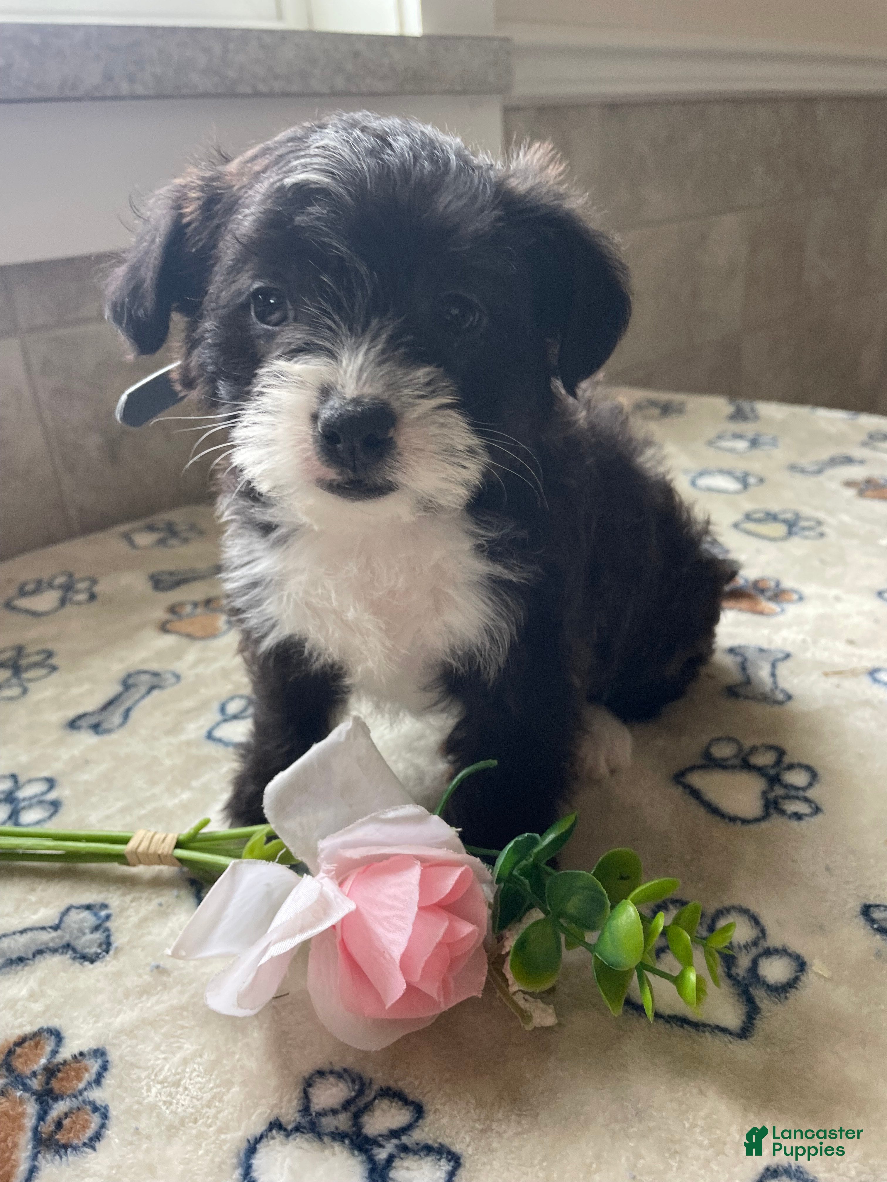 Mixed Breed dogs Daisy - Ad 7