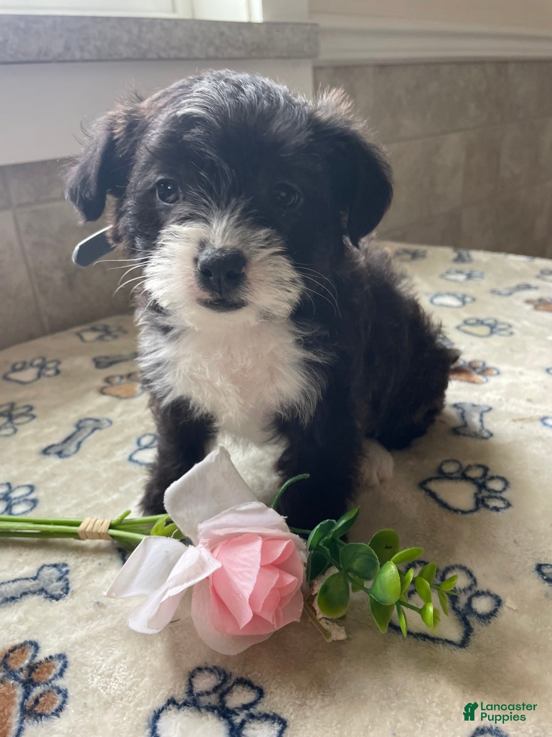 Mixed Breed dogs for sale: Daisy - Ad 1