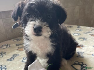 Mixed Breed dogs Daisy - Ad 8