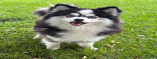 Devi
