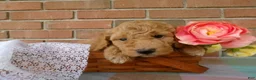 Cockapoo dogs for sale: Chandler - Ad 3