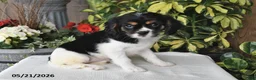Cavalier King Charles Spaniel dogs for sale: Daisy - Ad 4