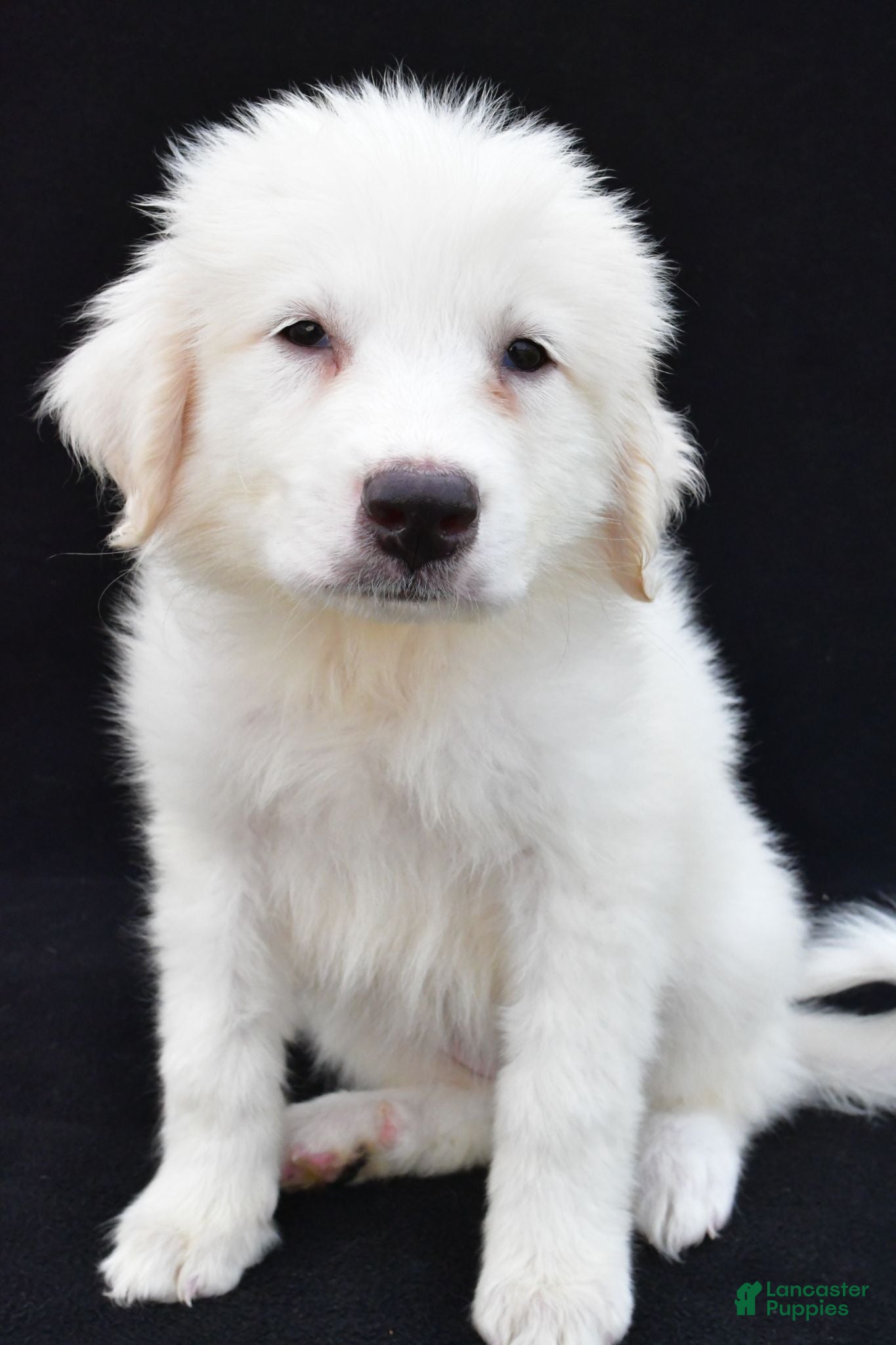 Great Pyrenees dogs Martha - Ad 2