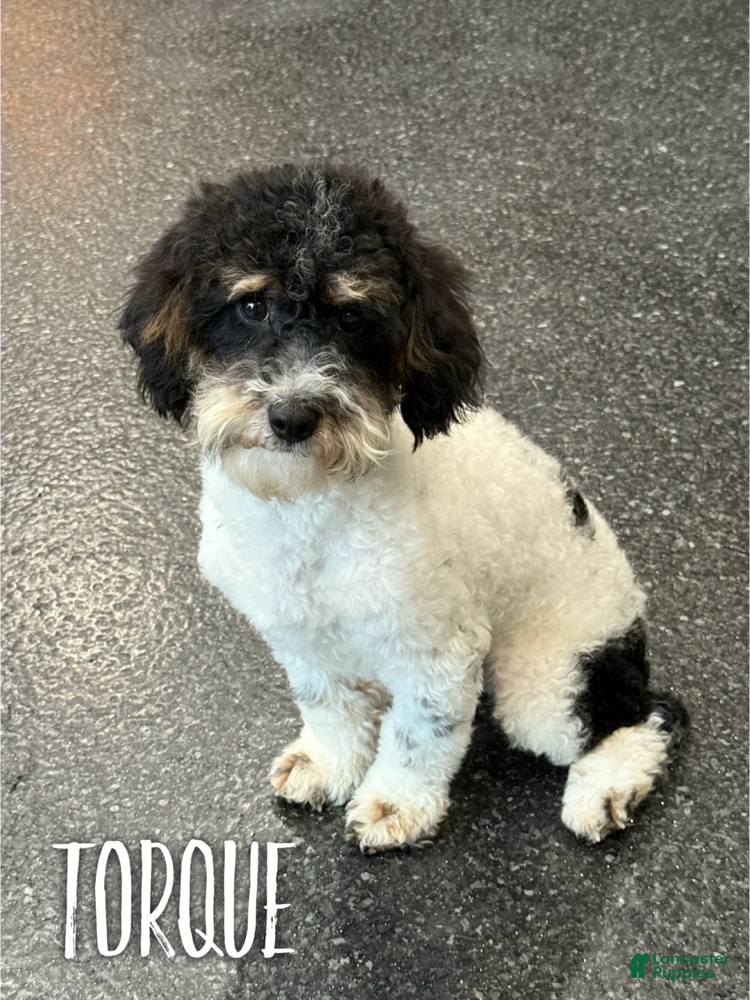 Mixed Breed dogs for sale: Laurel - Micro Mini F1b - Ad 3