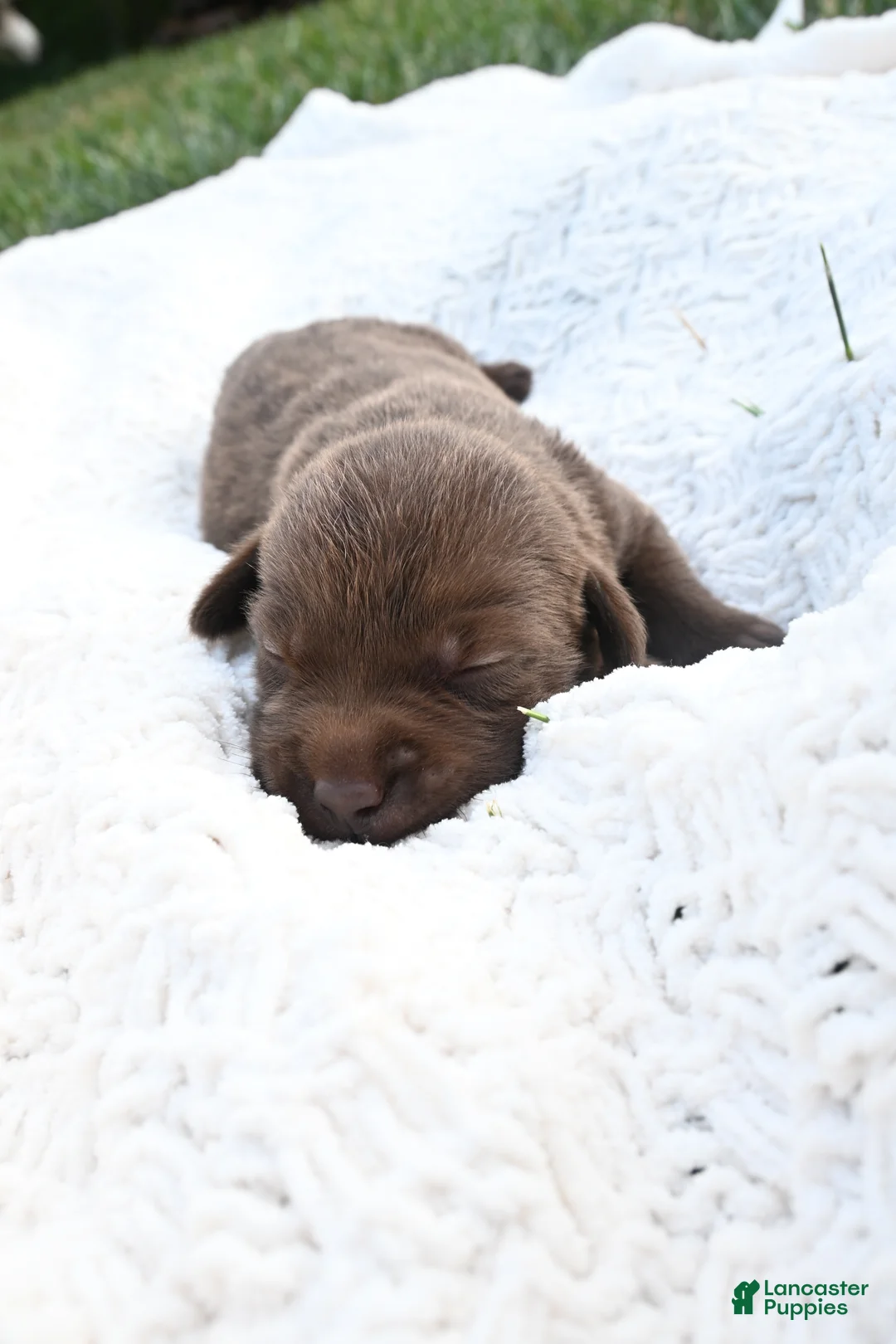 Labrador Retriever dogs for sale: Labrador Retriever 9 - Ad 1