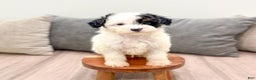Miniature Poodle dogs for sale: Oreo - Ad 2