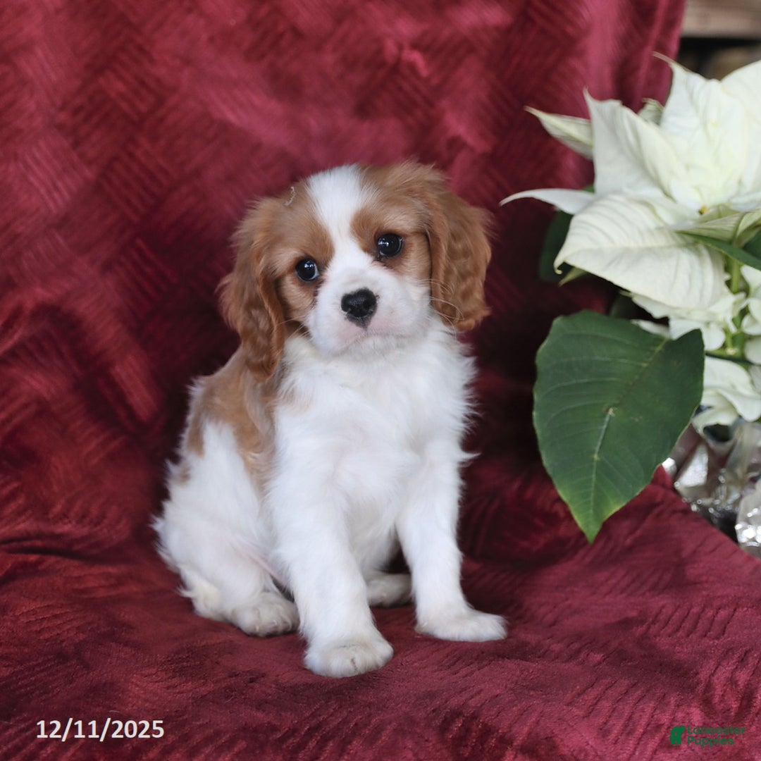 Cavalier King Charles Spaniel dogs for sale: Archie - Ad 5
