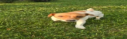 Jack Russell Terrier dogs for sale: Tip - Ad 5