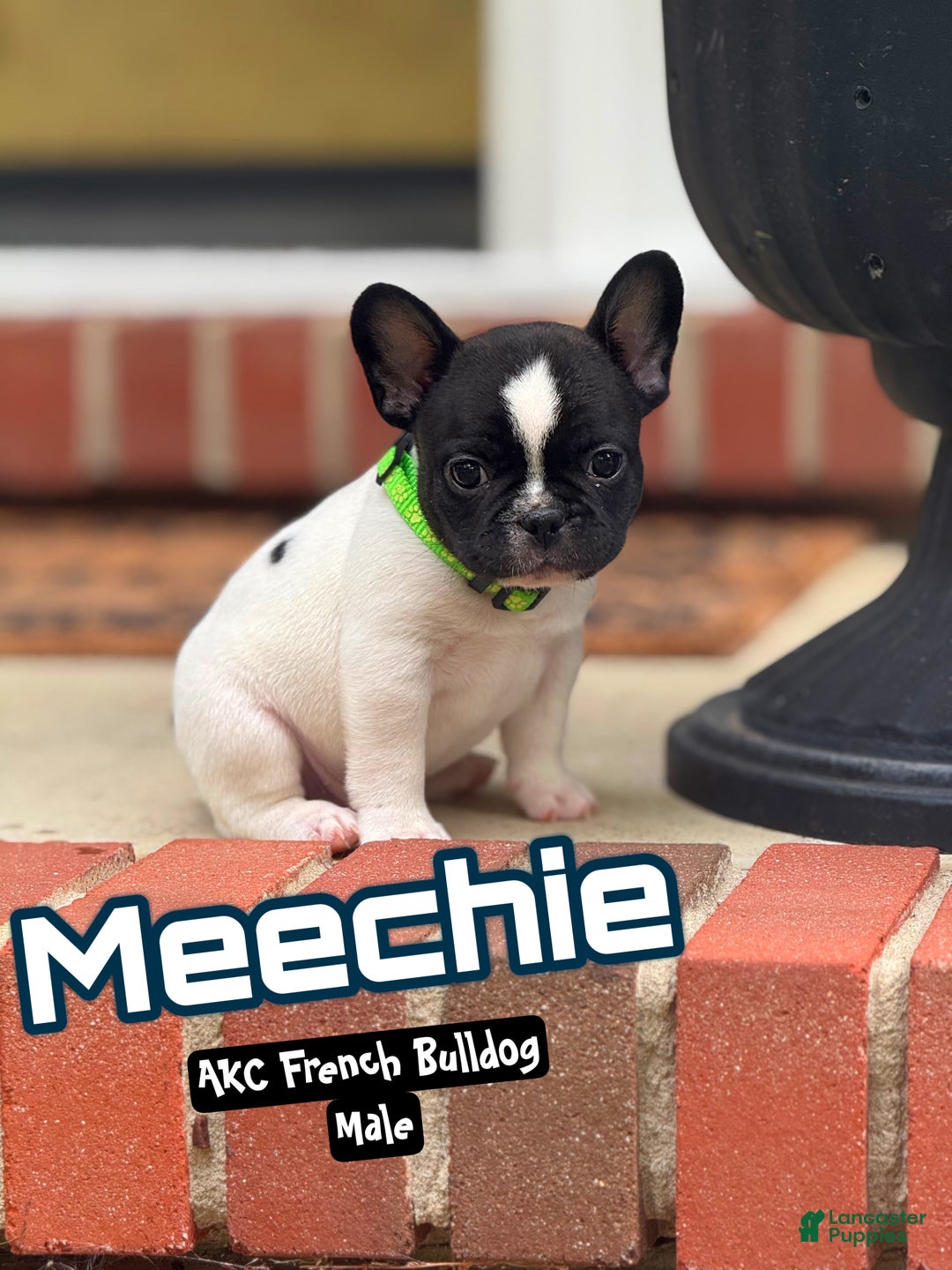 French Bulldog dogs for sale: French Bulldog Puppy 1 - Ad 1