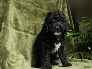 Miniature Poodle dogs for sale: Cassy - Ad 1
