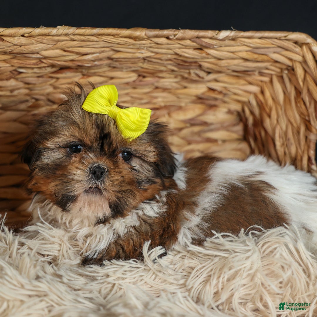 Shih Tzu dogs for sale: RHODA - Ad 10
