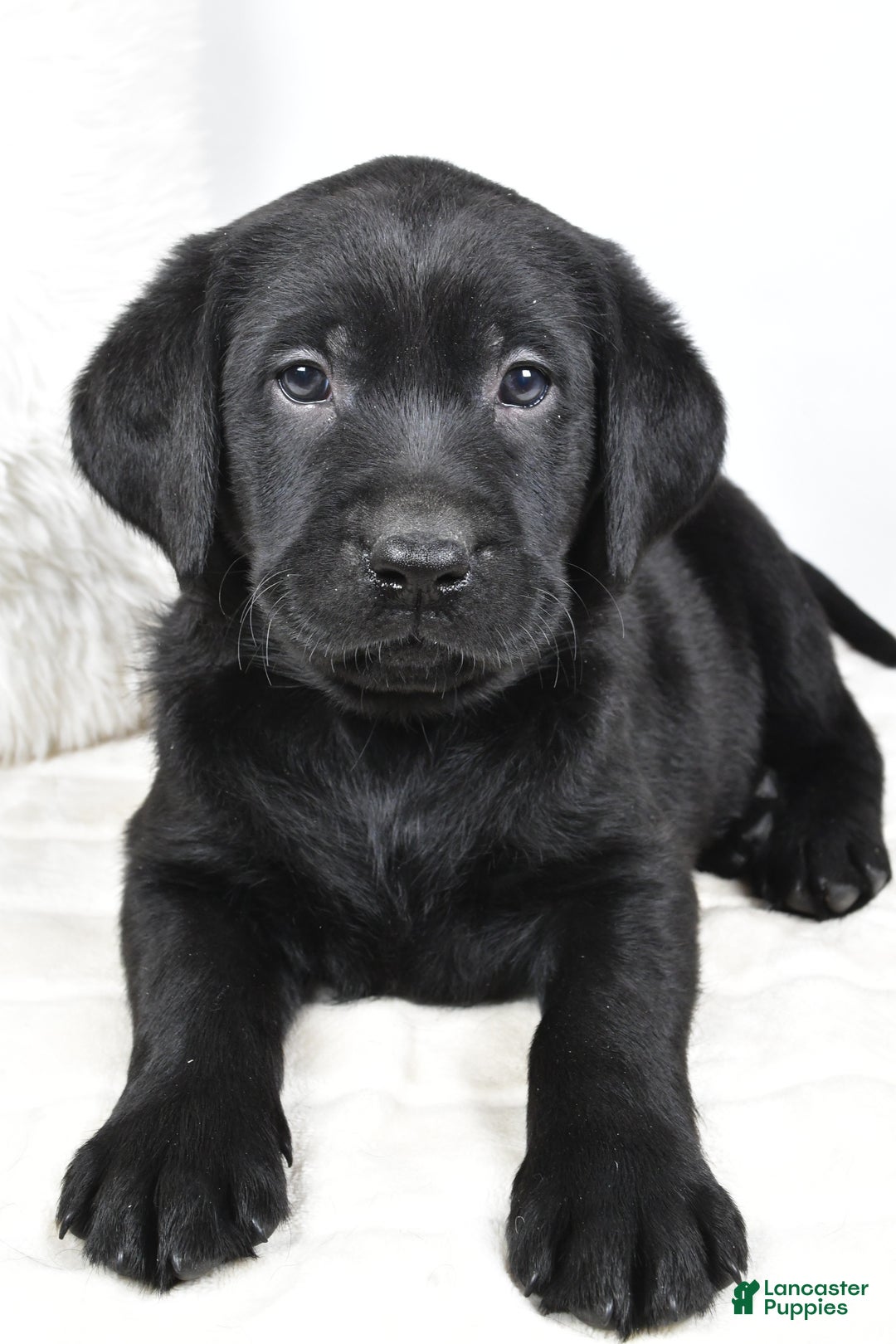 Labrador Retriever dogs for sale: Luna - Ad 8
