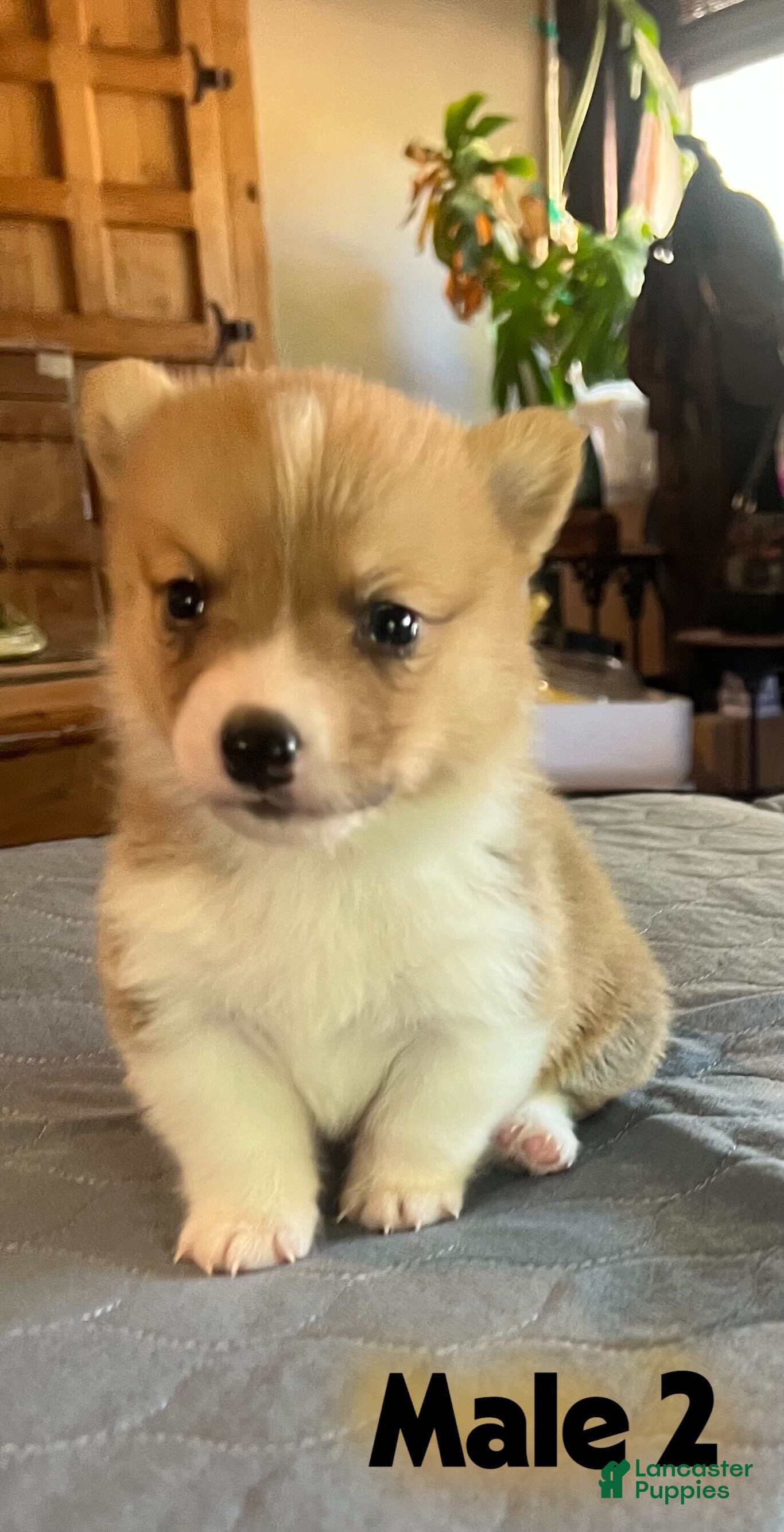 Welsh Corgi Pembroke dogs Welsh Corgi Pembroke Puppy 2 - Ad 2