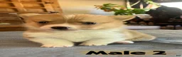 Welsh Corgi Pembroke dogs for sale: Welsh Corgi Pembroke Puppy 2 - Ad 2