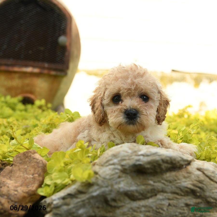 Toy Poodle dogs Dandy - Ad 1