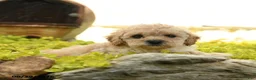 Toy Poodle dogs for sale: Dandy - Ad 1