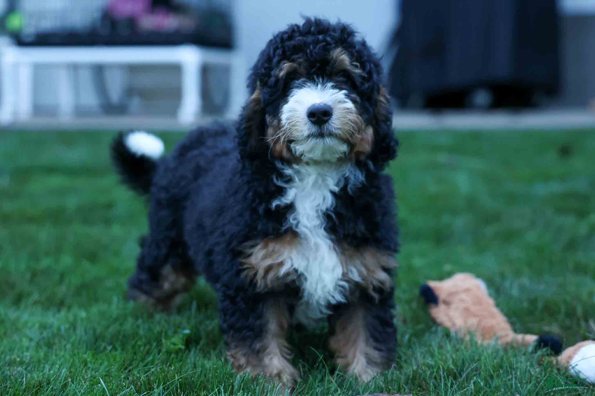 Mini Bernedoodle dogs Yandel 🦴 - Ad 2