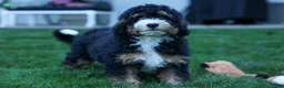 Mini Bernedoodle dogs for sale: Yandel 🦴 - Ad 2