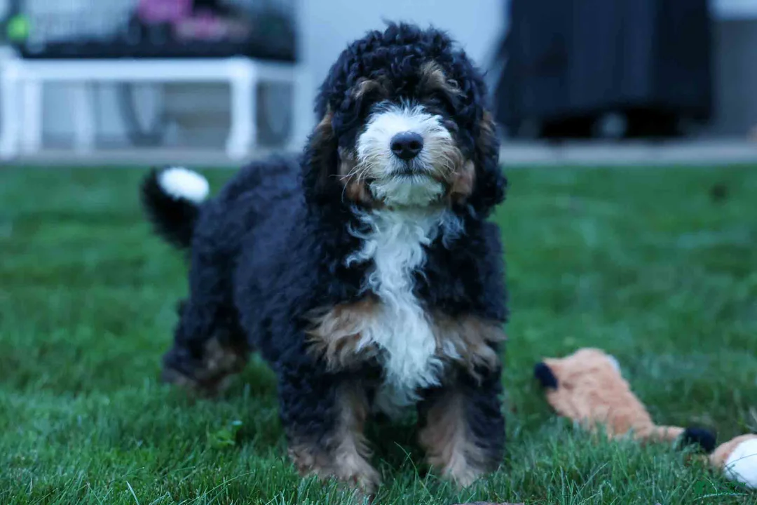 Mini Bernedoodle dogs for sale: Yandel 🦴 - Ad 2