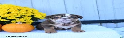 English Bulldog dogs for sale: Chip - Ad 5