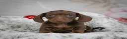 Miniature Dachshund dogs for sale: Hayes - Ad 8