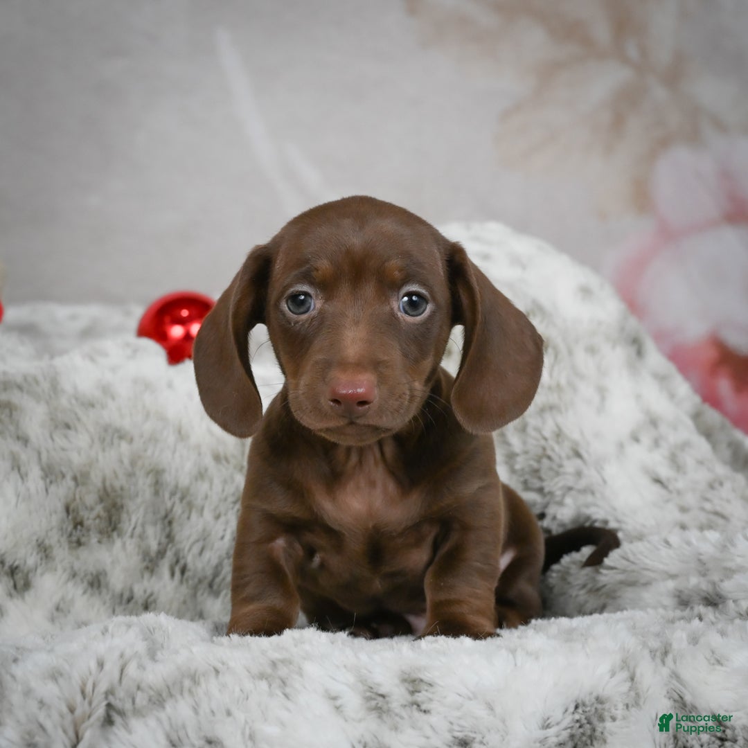 Miniature Dachshund dogs for sale: Hayes - Ad 8