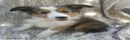 Shetland Sheepdog dogs for sale: Colter - Ad 2