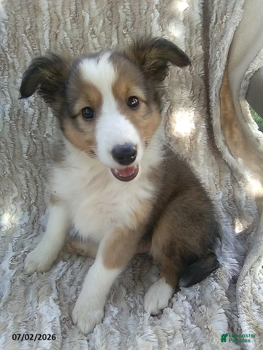 Shetland Sheepdog dogs for sale: Colter - Ad 2