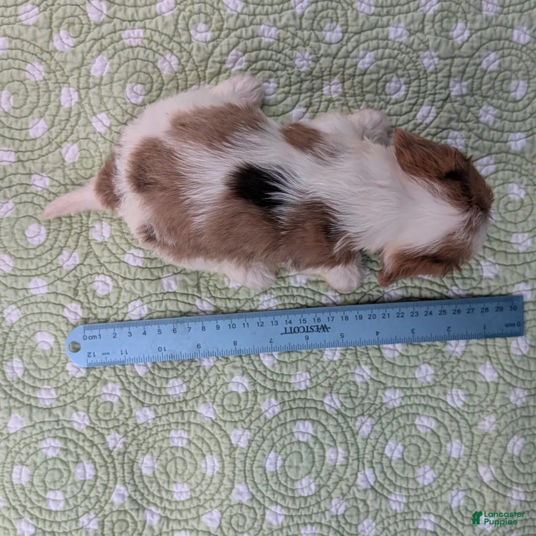 Miniature Dachshund dogs for sale: Rose - Ad 12