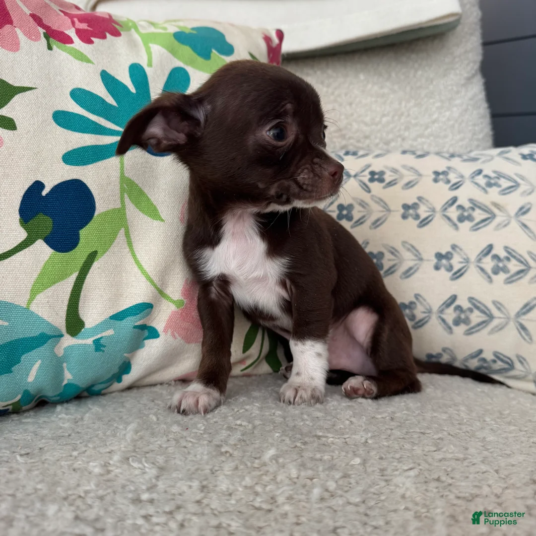 Chihuahua dogs for sale: Juan - Ad 2