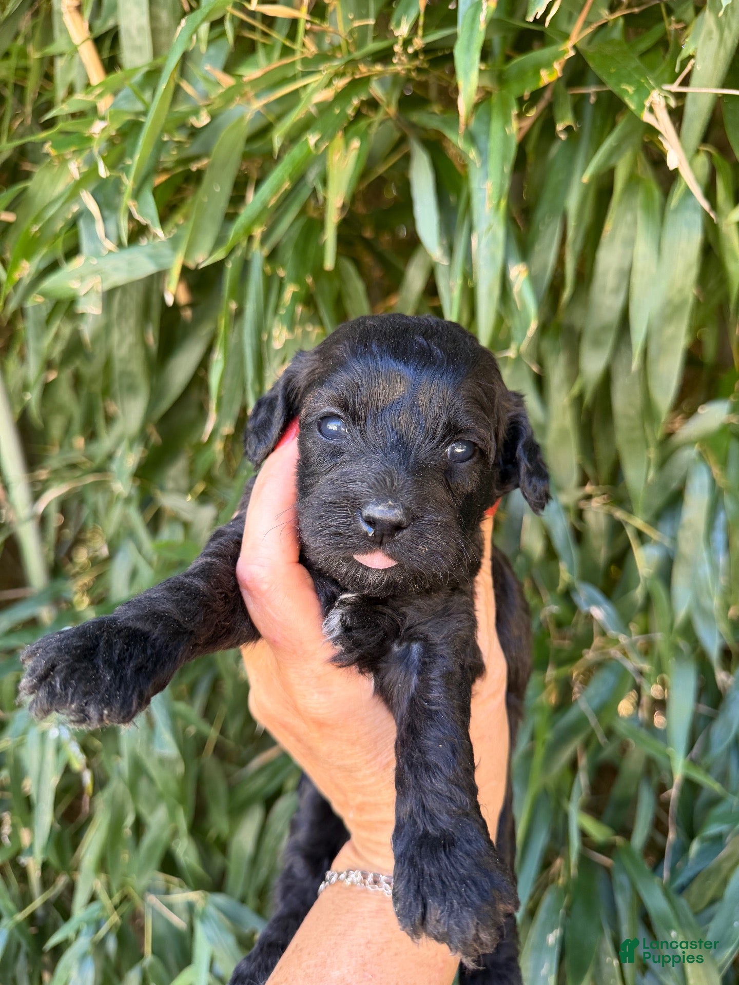 Cockapoo dogs Cockapoo 5 - Ad 5