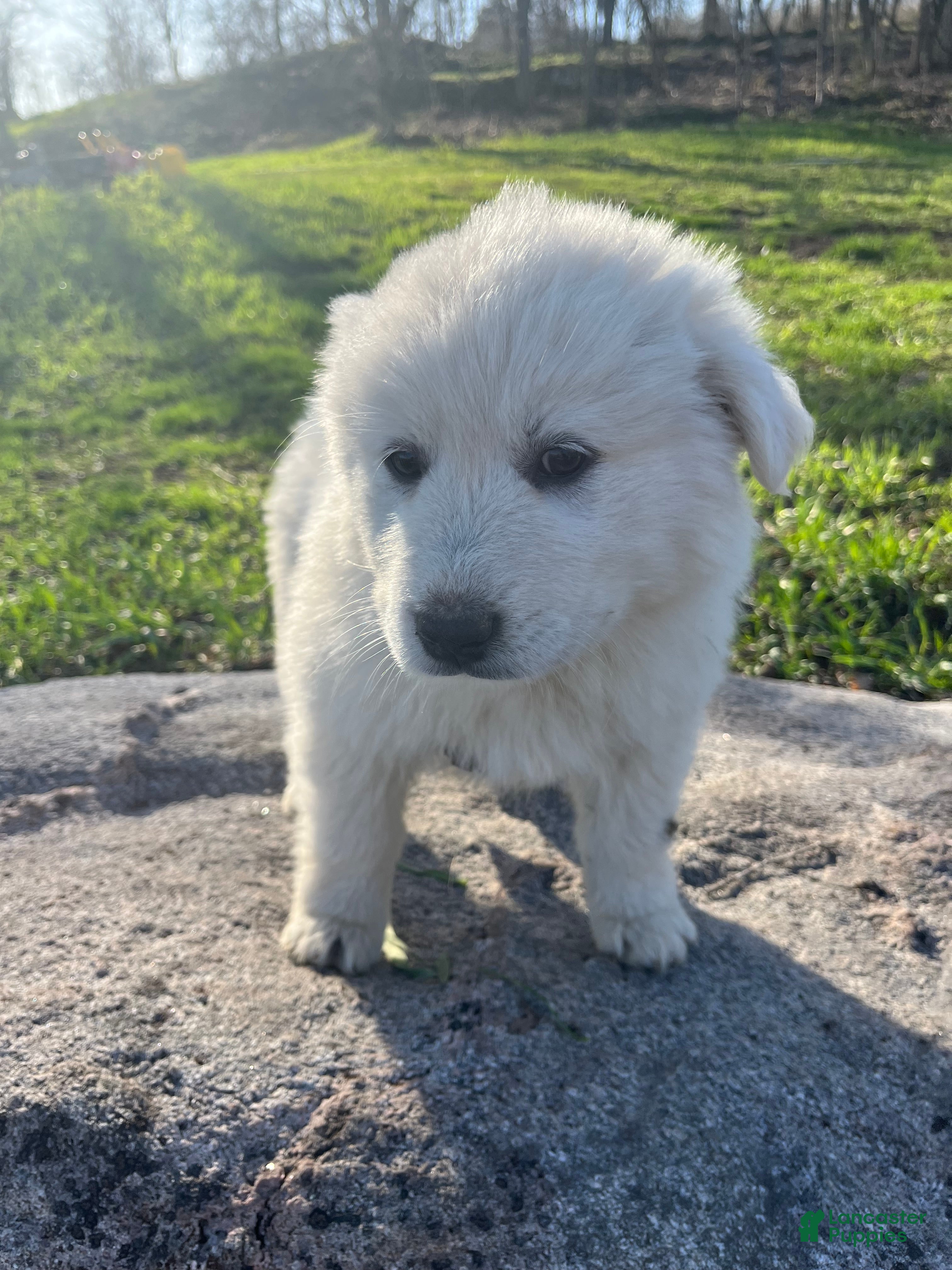 Great Pyrenees dogs Umka - Ad 20