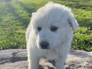 Great Pyrenees dogs Umka - Ad 20
