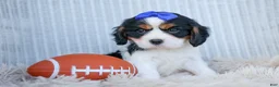 Cavalier King Charles Spaniel dogs for sale: Walker 🩵 - Ad 16
