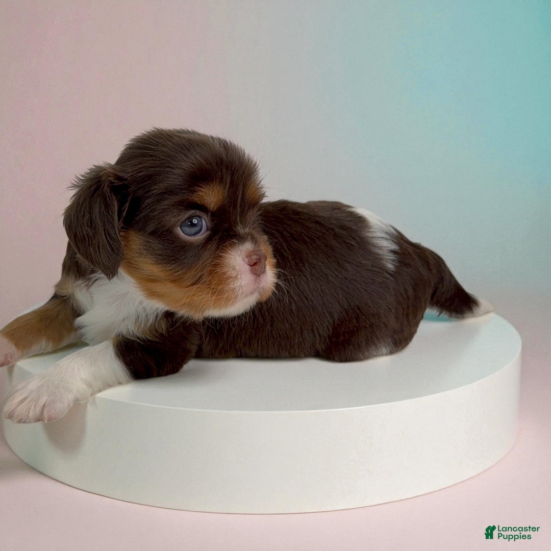 Cavalier King Charles Spaniel dogs for sale: Ava - Ad 4