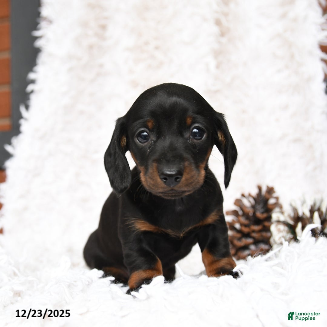 Miniature Dachshund dogs for sale: Sundae - Ad 3