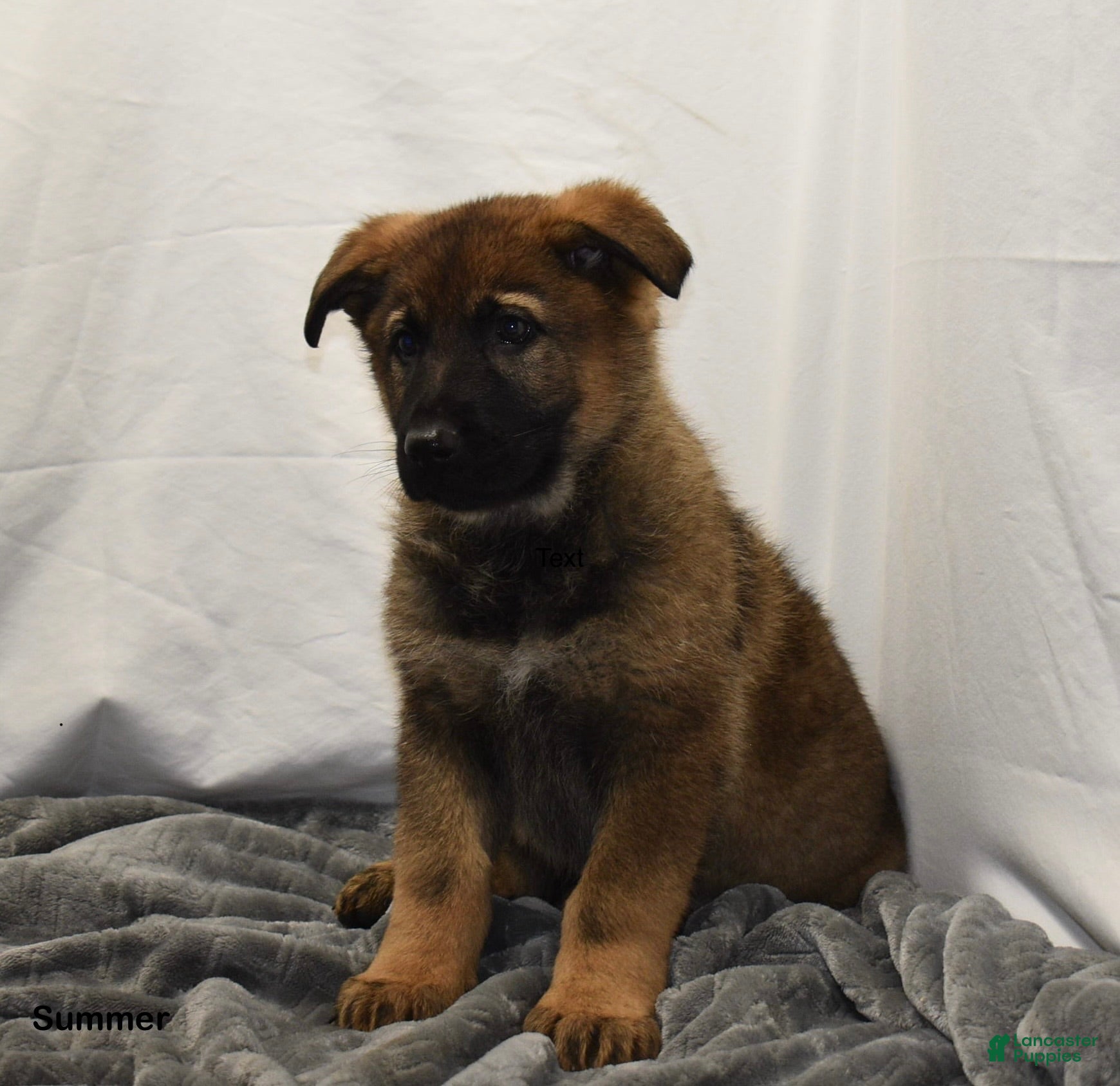 German Shepherd dogs for sale: Summer - Ad 3