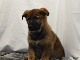 German Shepherd dogs for sale: Summer - Ad 3