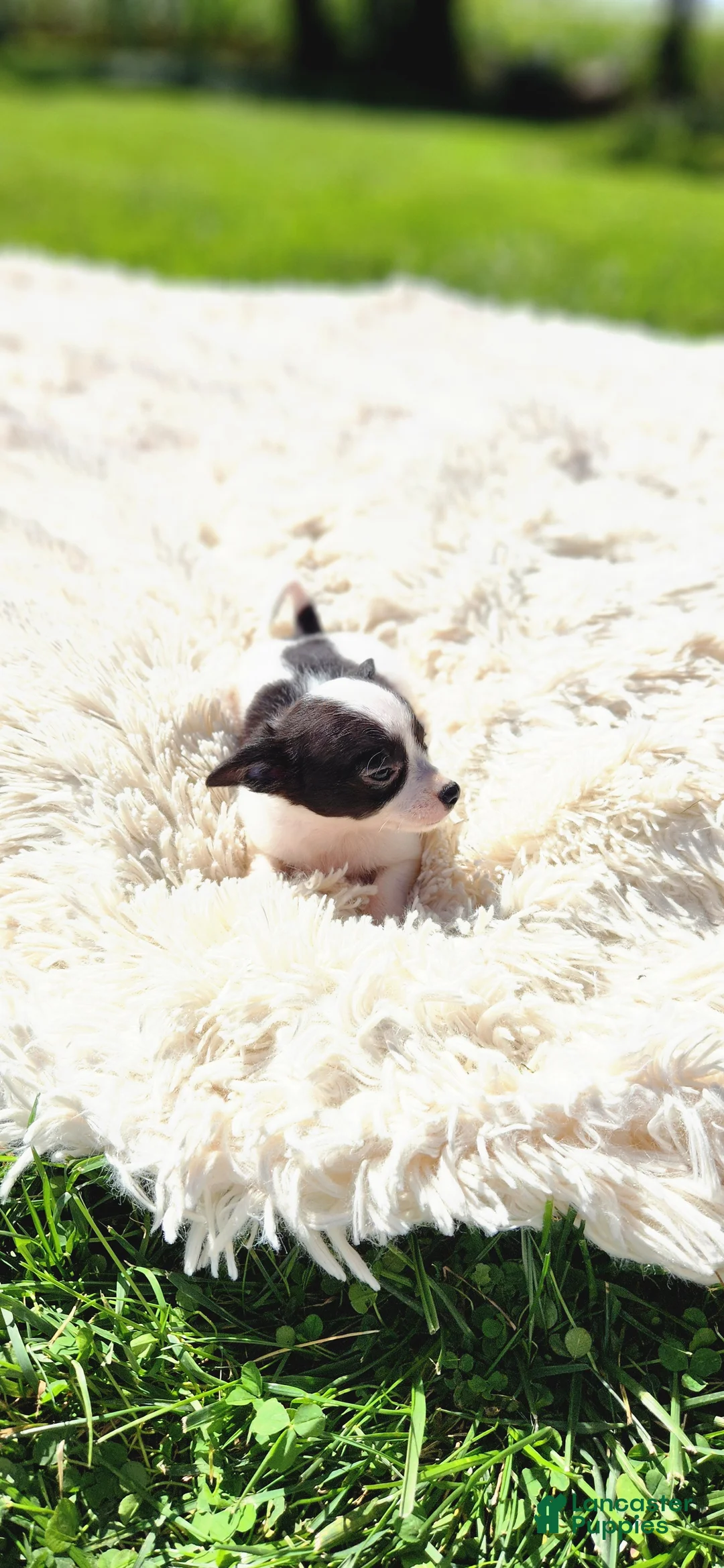 Chihuahua dogs for sale: Tara - Ad 9