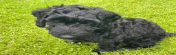 Labradoodle dogs for sale: Shadow - Ad 3