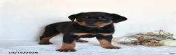 Rottweiler dogs for sale: Roxie - Ad 4
