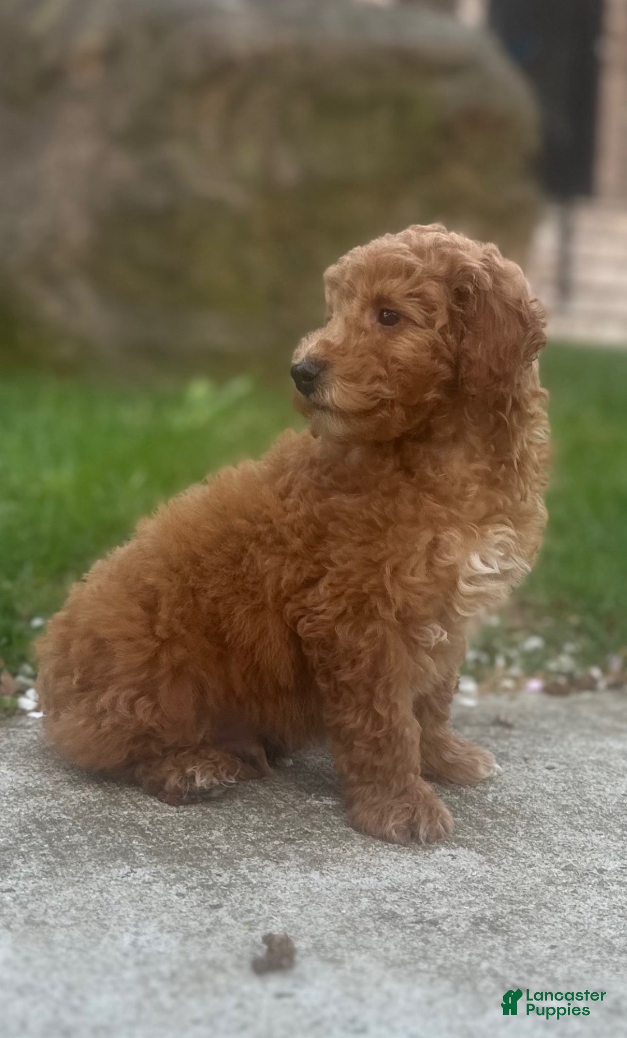 Mini Goldendoodle dogs Ryan - Ad 2