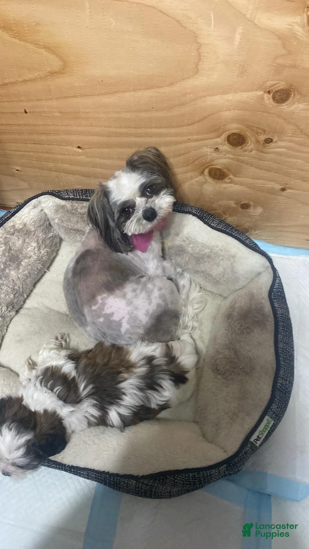 Shih Tzu dogs for sale: Shih Tzu Puppy 1 - Ad 2