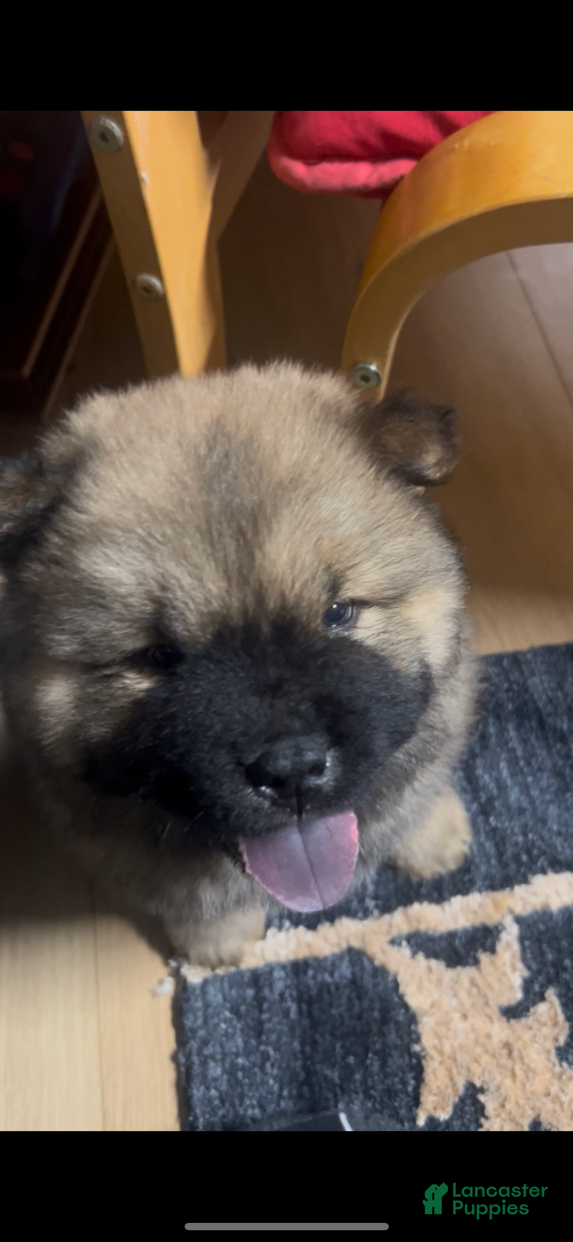 Chow Chow dogs Chow Chow Puppy 1 - Ad 7