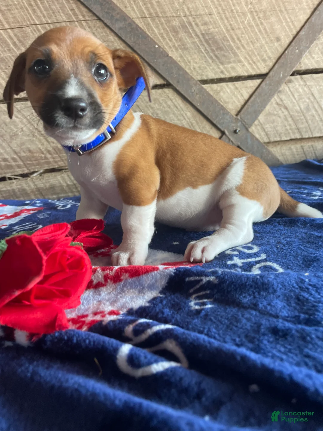 Jack Russell Terrier dogs for sale: Mickey - Ad 3