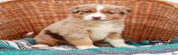 Australian Shepherd dogs for sale: Ranger - Ad 3
