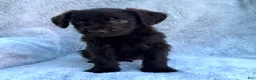 Labradoodle dogs for sale: Oliver - Ad 5